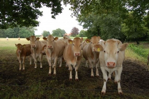 Natuurcamping Brabant, koeien in omgeving